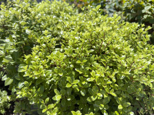 Pittosporum Tenuifolium 'Golf Ball'